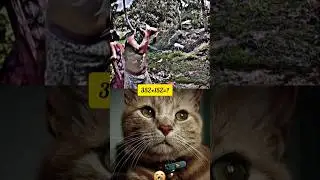 🤣🤣#funnym #edit #funny #cat #youtubeshorts #memes emes #tiktok #shorts