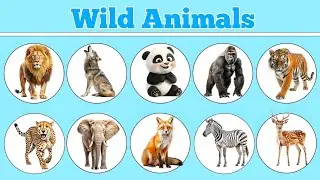 wild animals videos with sounds | forest wild animals videos | wild animals