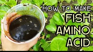 Paano gumawa ng FAA o Fish Amino Acid