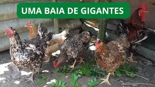 Formei uma baia que é a revolução na gsb galinha sertaneja balão 2023