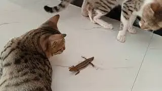 Brave Cat Fights Lizard 🐾 | Shocking End!