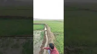 Kheti badi me gehu ka khet#agriculture #agro