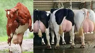 The best breeds of cows for milk production