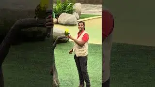 Talking Parrot At Bird Paradise In Mandai Wildlife Reserve Park In Singapore