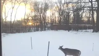 COLD/2&deg; w Windchill-20🥶/Snowy Day In Cleve OH w Lofi/🦌Sunset w Wood Crackling