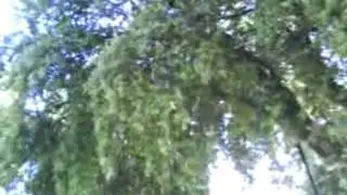 ZELENU GRANU S TUGOM ŽUTA VOĆA (live) - Toni Kesić