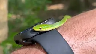 Finding a COLORFUL snake on the Trail.