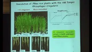 Signaling processes and protection from pathogen infection in mycorrhizal rice plants