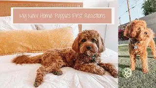 How To Introduce Your Dog To A New House | Moving Archie The Cavapoo