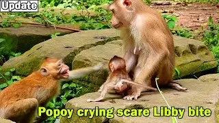 Oh no no want bite you boy! Little monkey Popoy get shout crying by scare Libby bite him