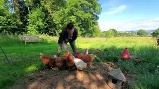 Learning how to look after hens