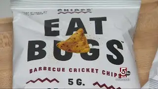 Cricket protein may be the answer