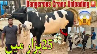Shah Faisal Colony Qurbani 2026 |Dangerous Crane Se Heavy Bull Unloading |Cow Mandi Special