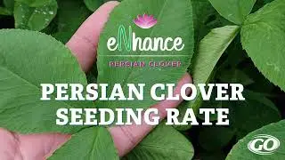 eNhance Persian Clover | Seeding Rate