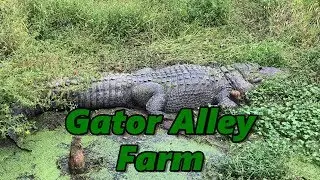 Ферма Gator Alley, Саммердейл, Алабама