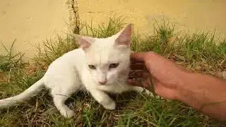 A poor white cat sitting alone on a homeless street
