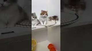 Adorable Kitten at Pet Store – Watch Full Livestream for Setup Tips & Breed Showcase!