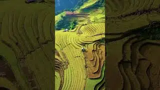 Vietnam&rsquo;s Golden Rice Terraces 🌾 Aerial View You&rsquo;ve Never Seen &mdash; Pure Art!