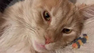 How to remove cat mats: my secret method