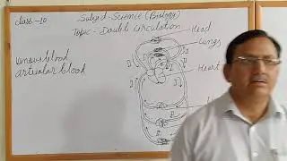 Double Circulation for class 10 th