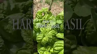 Как собирать урожай базилика 🌿 #сад #садвдеревенскомстиле #выращивайсвоюеду #пермакультура #базилик