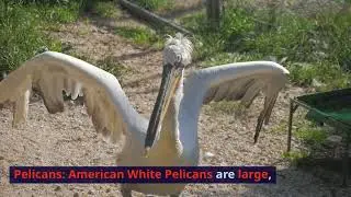 Attractive Birds in Lake  Creative MKS