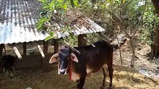 Cow / Summer care