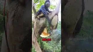 Retiran Colmenas De Abejas Con Las Manos 😱