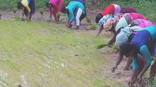 meri bhabhi ke maa ghar ka hai  gano ka name Dorrobija ka hai 2021  ,,sule neti,,