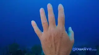 Bloqueo de balance de blancos con Glowdive
