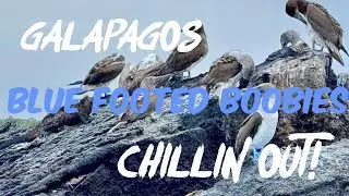 Watch Blue Footed Boobies chillin out! #birds #ocean #BlueFootedBoobies #galapagos