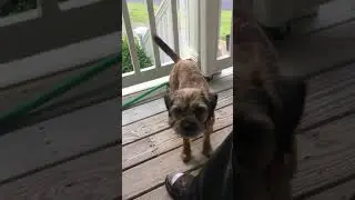 Talking border terrier