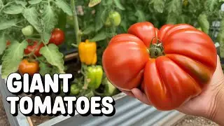 The SECRET to Growing Huge Tomatoes Revealed by a Master Gardener