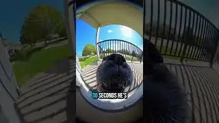 Cute dog zoomies 🤣 #funny #dog #dogshorts #boxing #nature #music #cutedog #animals #animalshorts