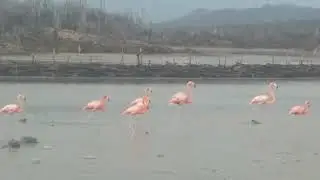 Flamingos Bonaire