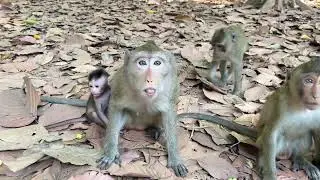oOP Amazing! This is cute action of Titus Group is very sweet to ask food | @LaBuBuMonkeysTV855 