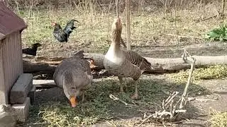 Greylag gander and domestic goose