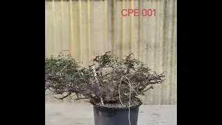 AHEAD Thailand Commiphora sp. Eyl (Somalia): The Ultra-Rare Horizontal Caudex (Specimen CPE 001)