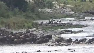 Hundreds of wildebeest risk death crossing Mara River, Tanzania