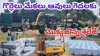 Corn sailej feed 809 60 48 890 మొక్కజొన్న శైలెజ్ sheep Goat cows Buffalos #farming #dairyfarm