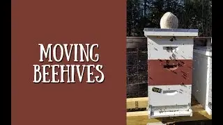 How we move Beehives  ~ Homestead Corner