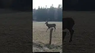 Cerf #deer #faune #nature #biodiversit&eacute; #wildlife #animals #chasse