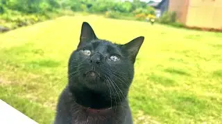 なぜか１歩も動かない猫に「特製ご飯食べる？」と言ったその時！！
