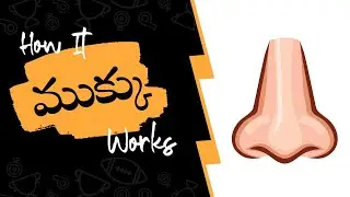 ముక్కు ఎలా పనిచేస్తుంది || Nose || How #Nose Works? || Explanation About Nose || Tinkit