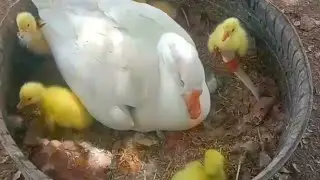 Cute Pekin duckling Hatching From eggs @baby ducks hatching @ new baby's Duck