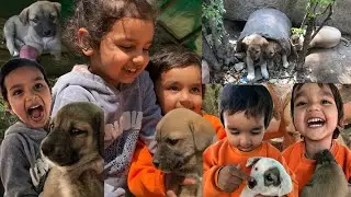 Unique Secret Dog House | Dog baby | Dog food| Dog Care