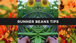 How To Harvest Runner Beans Tips