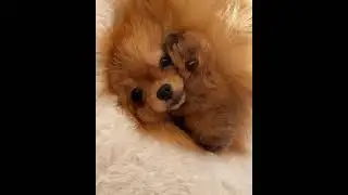 Beloved mother #shorts #funny #mother #love #dog