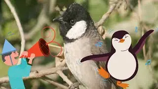 the most beautiful bird songs. #shorts