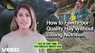 Feeding Smarter, Not Harder: 4 Proven Strategies for Low Quality Hay